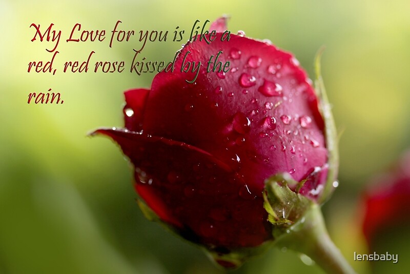 "love is a rose kissed by the rain" by lensbaby Redbubble