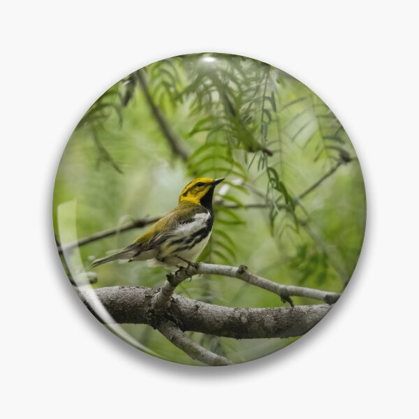 Item preview, Black-throated Green Warbler designed and sold by CESW Photography.
