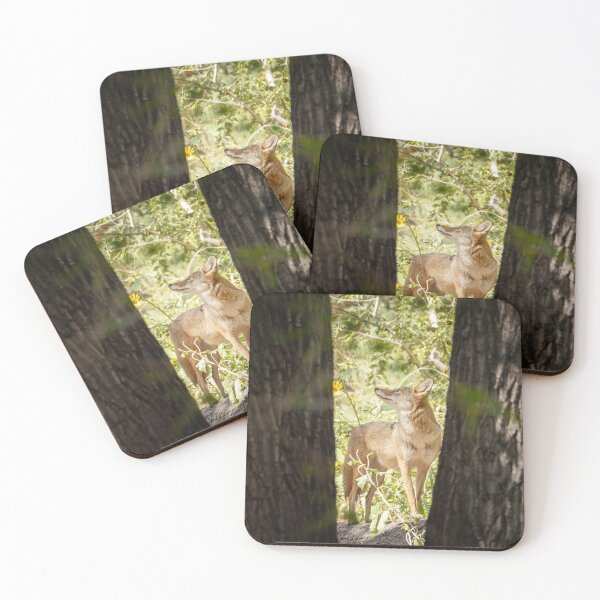 Item preview, Coyote in the Corrales Bosque designed and sold by CESW Photography.