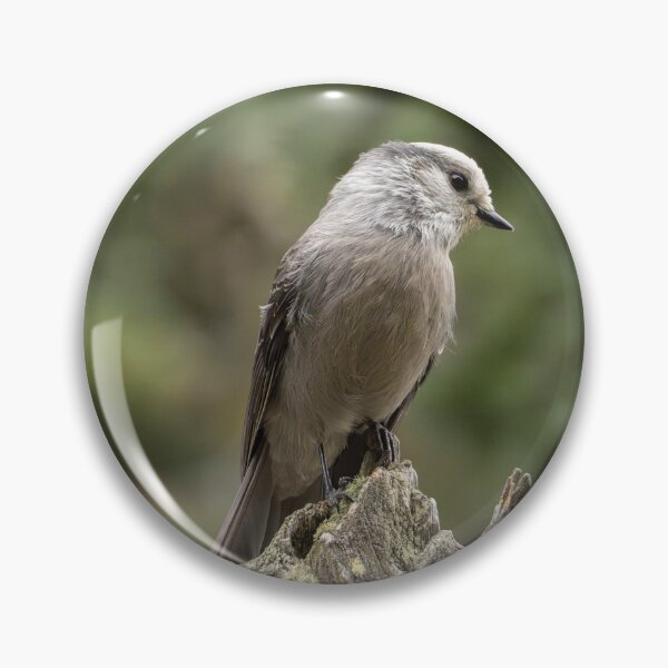 Item preview, Canadá Jay en el lago Nambe designed and sold by CESW Photography.