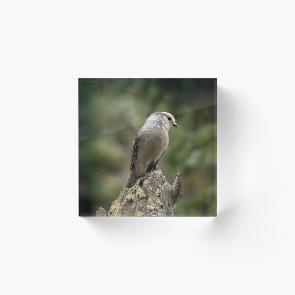 Item preview, Canadá Jay en el lago Nambe designed and sold by CESW Photography.