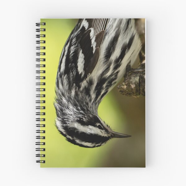Item preview, Reinita blanca y negra designed and sold by CESW Photography.