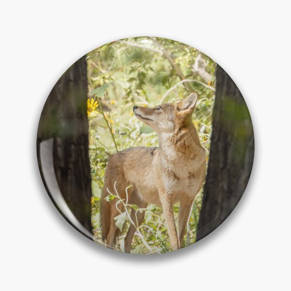 Item preview, Coyote in the Corrales Bosque designed and sold by CESW Photography.