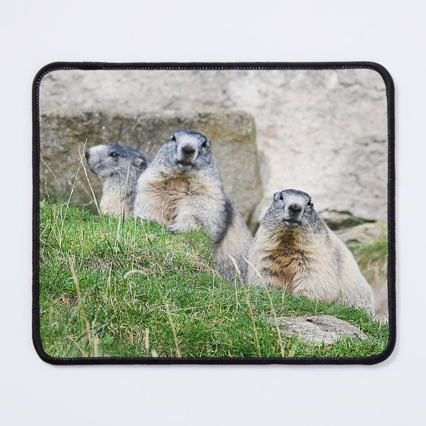 Item preview, Marmots designed and sold by Denis Charmot.