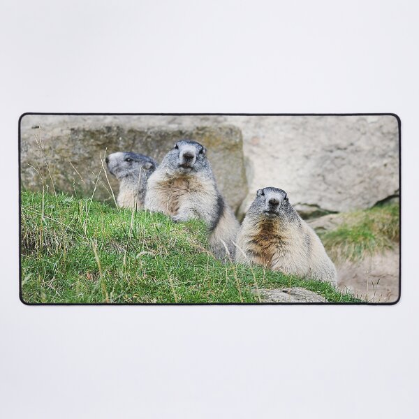 Item preview, Marmots designed and sold by Denis Charmot.