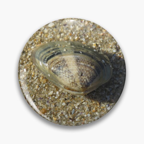 Item preview, Stripy cockle shells designed and sold by greentiger1.
