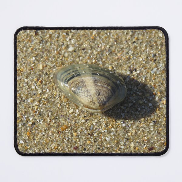 Item preview, Stripy cockle shells designed and sold by greentiger1.