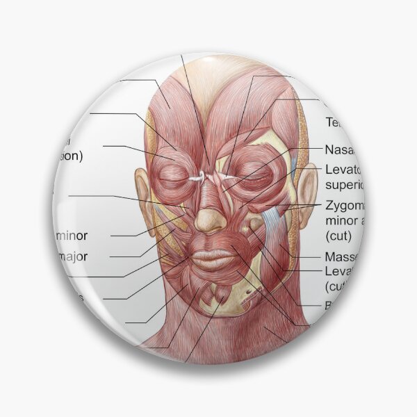 Item preview, STK701234H-Facial muscles of the human face (with labels). designed and sold by StocktrekImages.