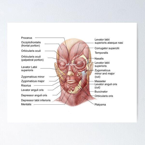 Facial Muscles Posters for Sale Redbubble