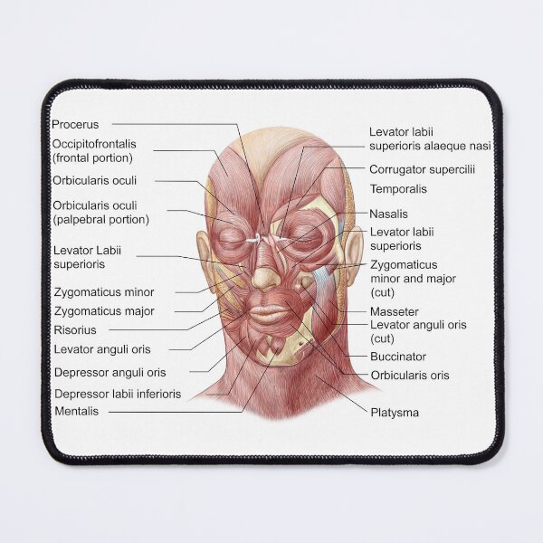Item preview, STK701234H-Facial muscles of the human face (with labels). designed and sold by StocktrekImages.