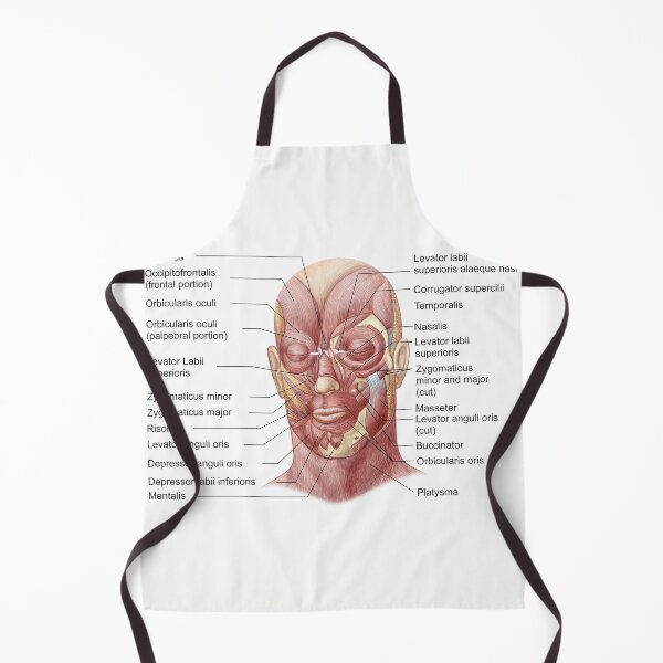 Item preview, STK701234H-Facial muscles of the human face (with labels). designed and sold by StocktrekImages.