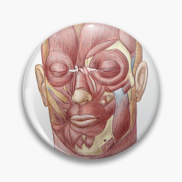 Item preview, STK701235H-Facial muscles of the human face. designed and sold by StocktrekImages.