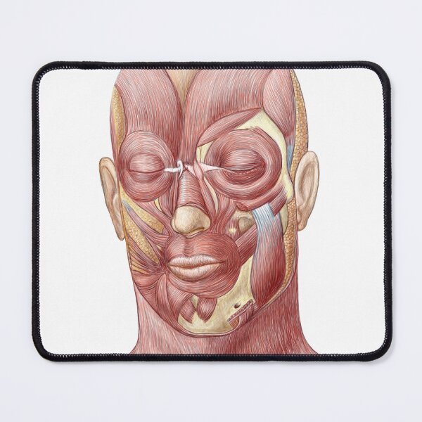 Item preview, STK701235H-Facial muscles of the human face. designed and sold by StocktrekImages.