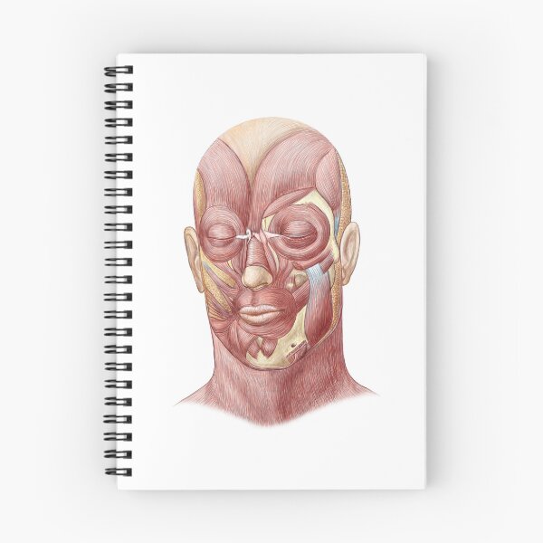 Item preview, STK701235H-Facial muscles of the human face. designed and sold by StocktrekImages.