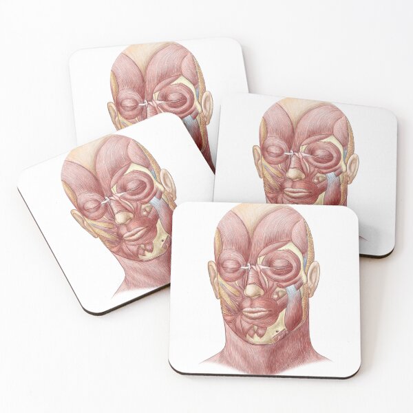 Item preview, STK701235H-Facial muscles of the human face. designed and sold by StocktrekImages.