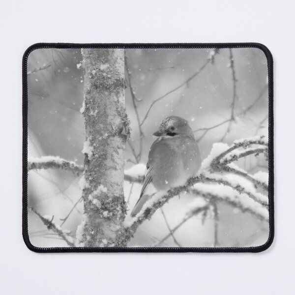 Item preview, Wintertime thoughts. Eurasian jay bw designed and sold by Jouko Lehto Photography.