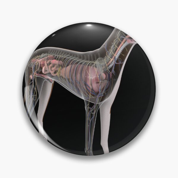 Item preview, STK701243H-Dog anatomy with internal organs. designed and sold by StocktrekImages.