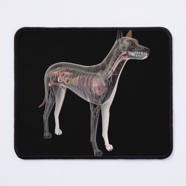Item preview, STK701243H-Dog anatomy with internal organs. designed and sold by StocktrekImages.