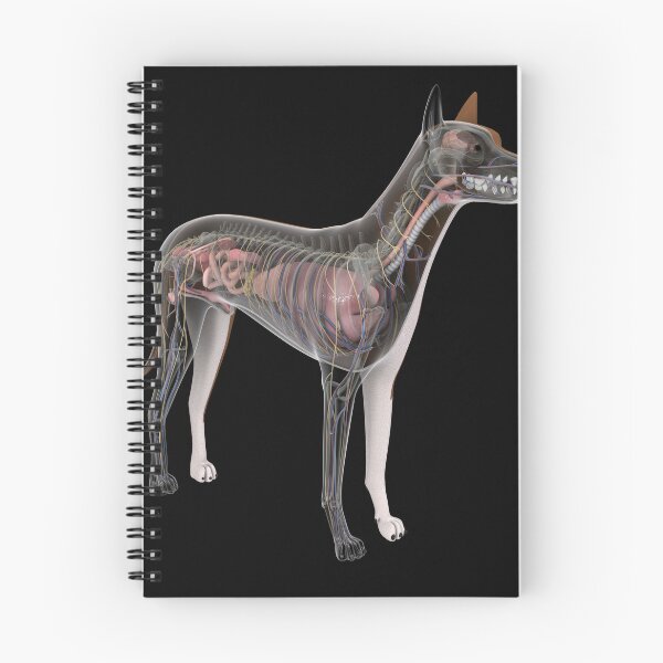 Item preview, STK701243H-Dog anatomy with internal organs. designed and sold by StocktrekImages.
