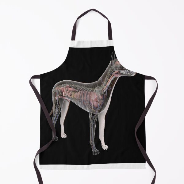 Item preview, STK701243H-Dog anatomy with internal organs. designed and sold by StocktrekImages.