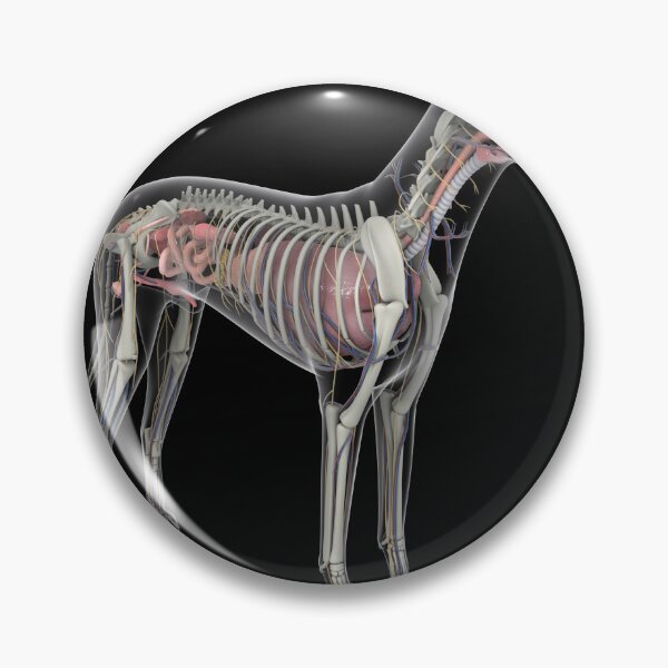 Item preview, STK701244H-Dog anatomy with organs and skeletal structure. designed and sold by StocktrekImages.