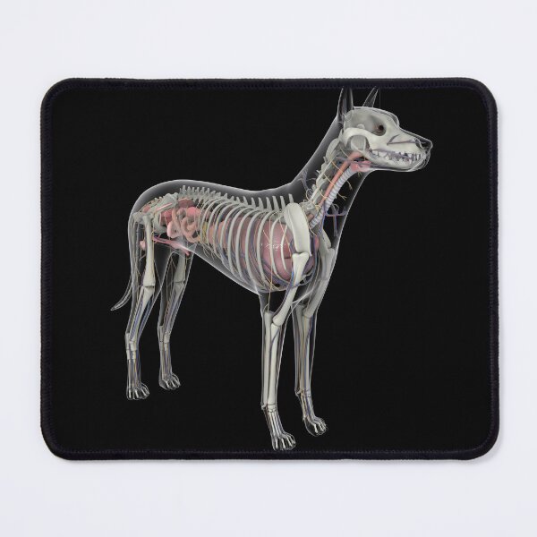 Item preview, STK701244H-Dog anatomy with organs and skeletal structure. designed and sold by StocktrekImages.