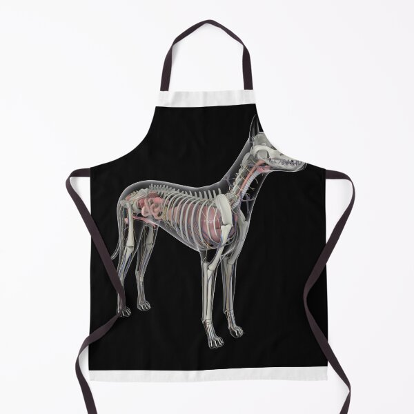 Item preview, STK701244H-Dog anatomy with organs and skeletal structure. designed and sold by StocktrekImages.