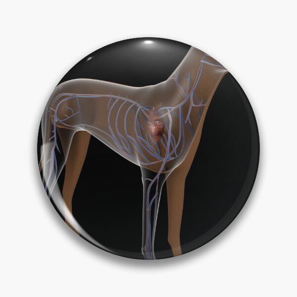 Item preview, STK701248H-Circulatory system of a dog. designed and sold by StocktrekImages.