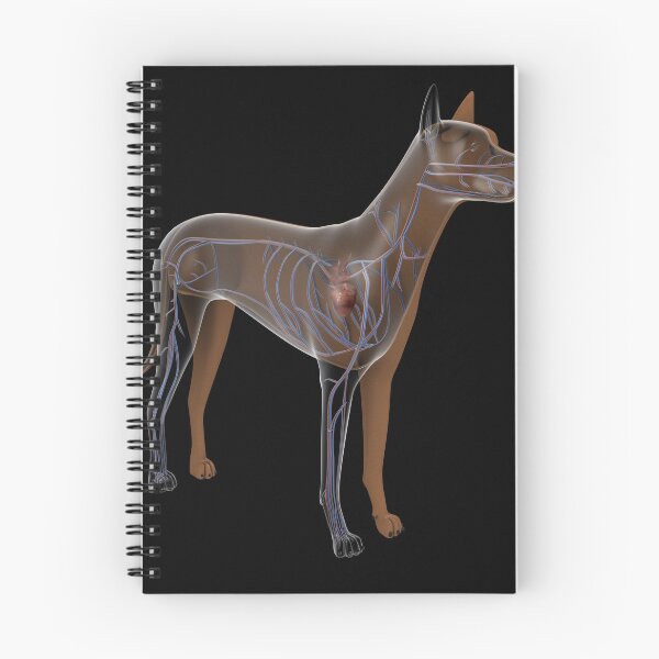 Item preview, STK701248H-Circulatory system of a dog. designed and sold by StocktrekImages.