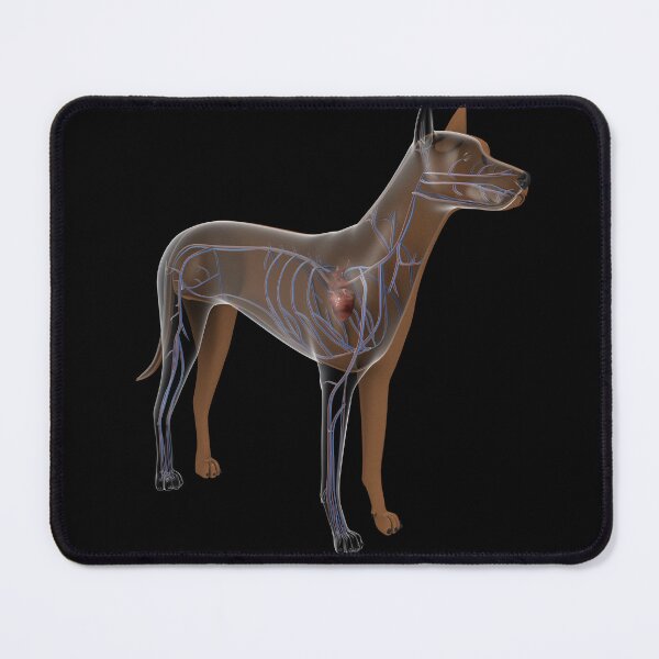 Item preview, STK701248H-Circulatory system of a dog. designed and sold by StocktrekImages.