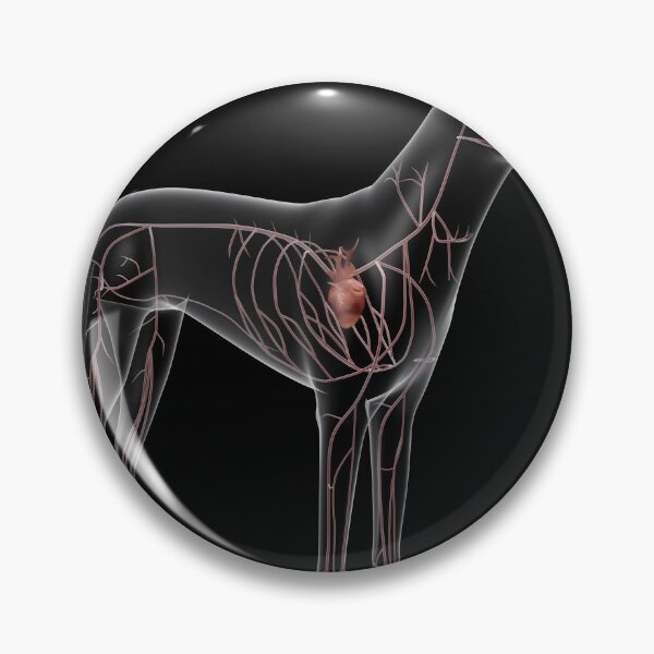 Item preview, STK701249H-Circulatory system of a dog, x-ray view. designed and sold by StocktrekImages.
