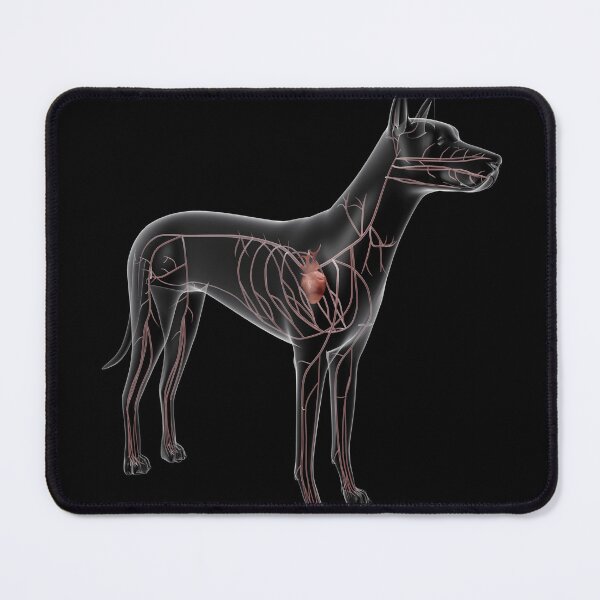Item preview, STK701249H-Circulatory system of a dog, x-ray view. designed and sold by StocktrekImages.