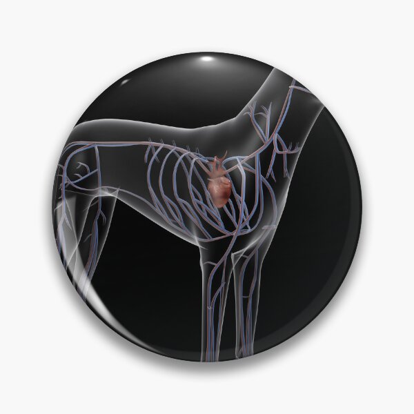 Item preview, STK701250H-Circulatory system of a dog, x-ray view. designed and sold by StocktrekImages.