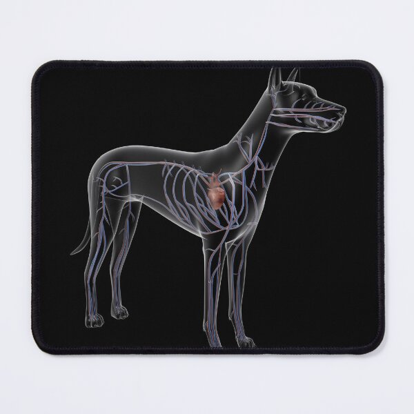 Item preview, STK701250H-Circulatory system of a dog, x-ray view. designed and sold by StocktrekImages.