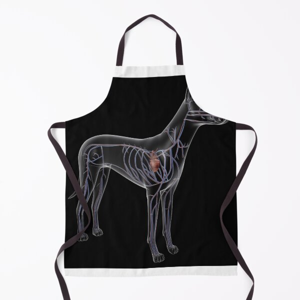 Item preview, STK701250H-Circulatory system of a dog, x-ray view. designed and sold by StocktrekImages.