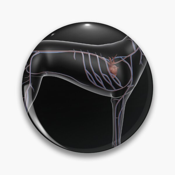 Item preview, STK701251H-Circulatory system of a dog, x-ray side view. designed and sold by StocktrekImages.