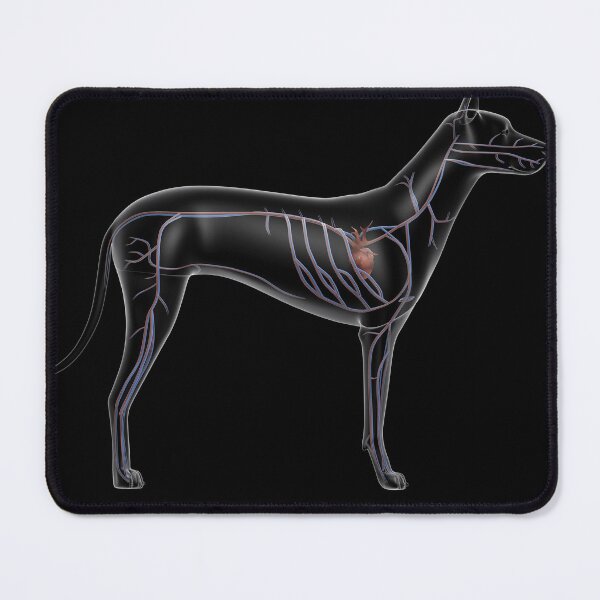 Item preview, STK701251H-Circulatory system of a dog, x-ray side view. designed and sold by StocktrekImages.