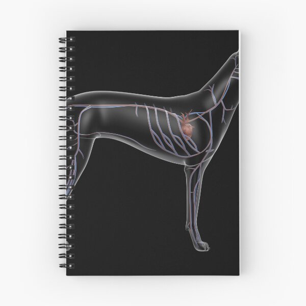 Item preview, STK701251H-Circulatory system of a dog, x-ray side view. designed and sold by StocktrekImages.