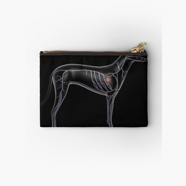 Item preview, STK701251H-Circulatory system of a dog, x-ray side view. designed and sold by StocktrekImages.
