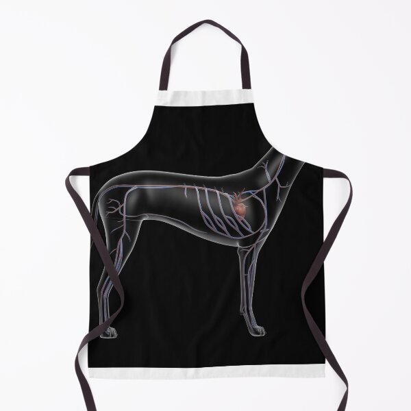 Item preview, STK701251H-Circulatory system of a dog, x-ray side view. designed and sold by StocktrekImages.