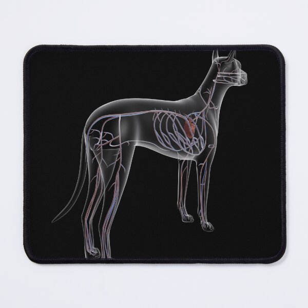 Item preview, STK701252H-Circulatory system of a dog, x-ray rear view. designed and sold by StocktrekImages.