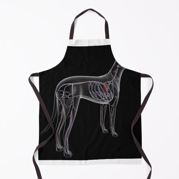 Item preview, STK701252H-Circulatory system of a dog, x-ray rear view. designed and sold by StocktrekImages.