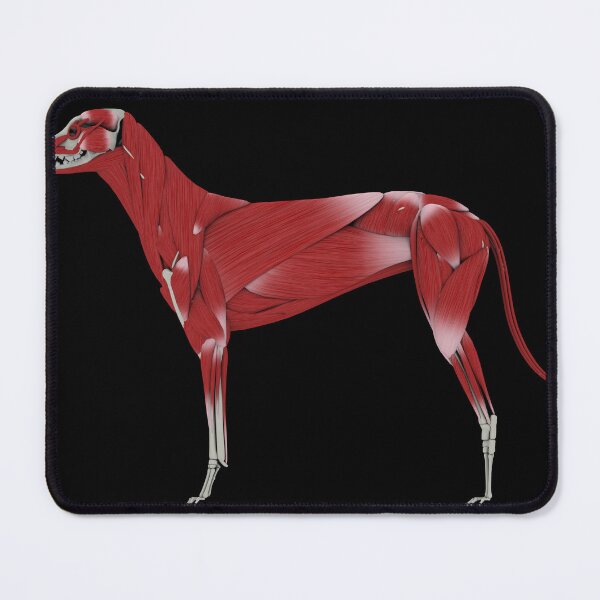 Item preview, STK701253H-Muscular system of a dog, side view. designed and sold by StocktrekImages.