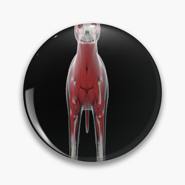 Item preview, STK701255H-Muscular system of a dog, front view. designed and sold by StocktrekImages.