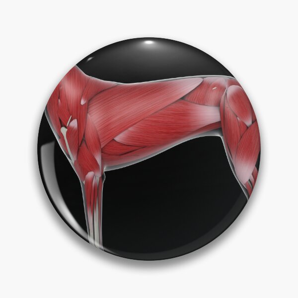 Item preview, STK701256H-Muscular system of a dog, side view. designed and sold by StocktrekImages.