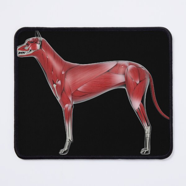 Item preview, STK701256H-Muscular system of a dog, side view. designed and sold by StocktrekImages.