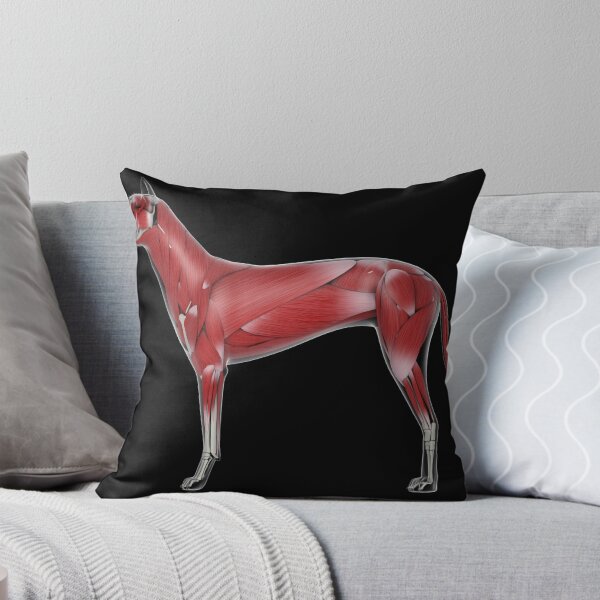 Item preview, STK701256H-Muscular system of a dog, side view. designed and sold by StocktrekImages.