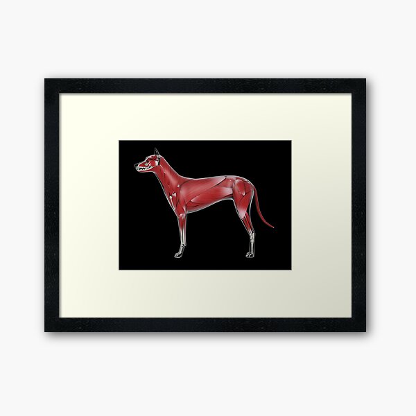 Aperçu de l'œuvre STK701256H-Système musculaire d'un chien, vue latérale. créée et vendue par StocktrekImages.
