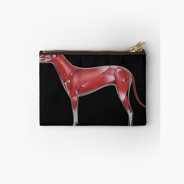 Item preview, STK701256H-Muscular system of a dog, side view. designed and sold by StocktrekImages.