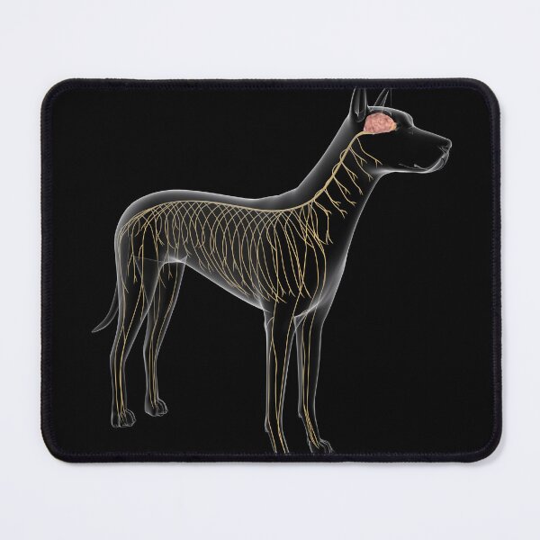 Item preview, STK701257H-Nervous system of a dog, x-ray view. designed and sold by StocktrekImages.